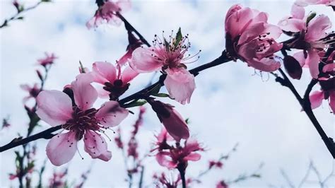 桃花劫怎麼解|桃花劫是什麼意思 教你如何化解將它化解